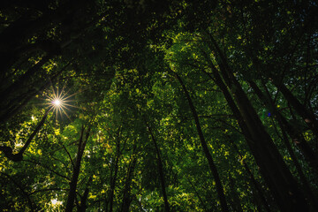 sun shining through trees