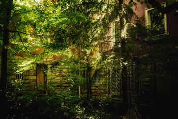 Fototapeta premium sunlight in the forest