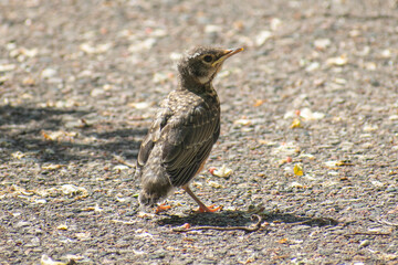 young robin bird on gravel