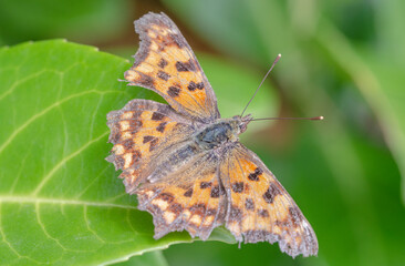Obraz premium C moths inhabit a variety of habitats, including forest paths and edges and bushes. They prefer temperate to slightly damp locations.
