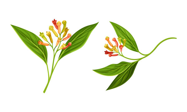 Clove Tree Branch with Ripe Aromatic Flower Bud Vector Set