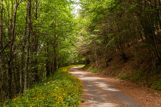 road in the forest of Terminillo in Rieti, Italy