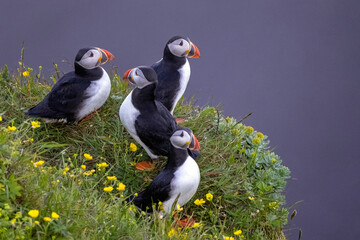 Puffin