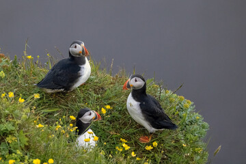 Puffin