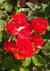 red roses in a garden