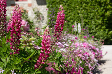 The stunning garden at Chateau de Chaumont in the Loire Valley, France, with a wide array of pink flowers. Photographed in the heatwave in summer 2022.