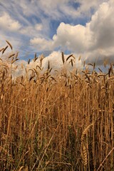 Zboże © Ireneusz