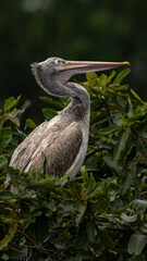 spot-billed pelican (Pelecanus philippensis)