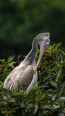 spot-billed pelican (Pelecanus philippensis)
