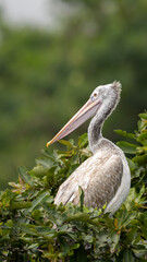 spot-billed pelican (Pelecanus philippensis)
