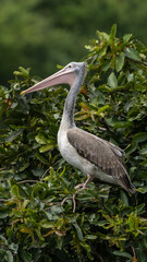 spot-billed pelican (Pelecanus philippensis)
