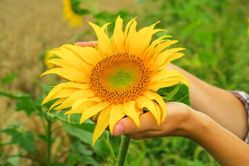 a woman holds a young ripening sunflower in her palms. sunflower cultivation concept