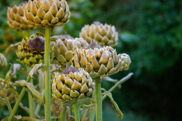 Artichoke is a perennial vegetable of the Artichoke genus of the Asteraceae family. The unopened buds of a green plant are edible, a delicacy vegetable. Growing artichokes in home organic garden, farm