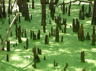 Cypress Swamp at Hart Springs Florida. Cypress knees in an algae covered swamp as seen from the boardwalk along the Suwannee River at Hart Springs County Park, near Bell, Florida.