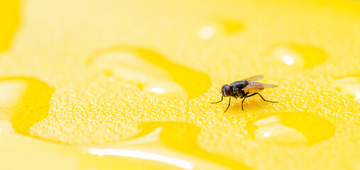 House fly on yellow plastic with water drop