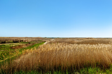 Landscape of the coastal zone with spiked grass on a cloudless day
