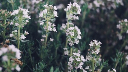 Thyme flower Thyme plant. Mediterranean flowers. White flower with green background.    