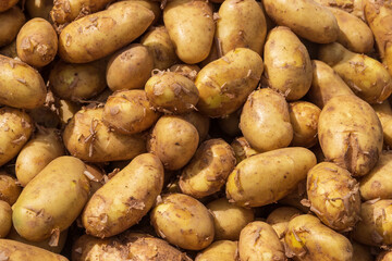 Healthy food. New potatoes in a pile for sale.