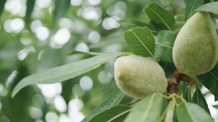 almond tree. Almond harvest. Green almond trees on the tree. Space for text nature background.