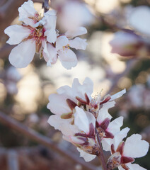 White flowers in nature. Space for text. Almond blossoms. Almond tree. 