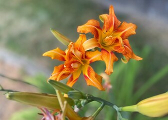Orange daylily blossoms and plants with selective focus