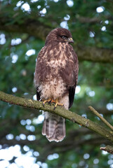 A common buzzard sitting on a branch of a tree. The light through the leaves forms a lovely bokeh