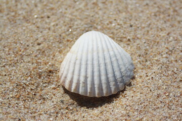 Concha en la playa