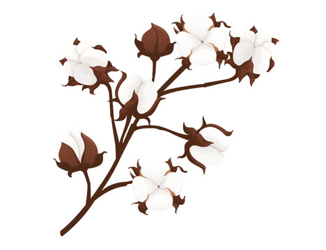 Big cotton flower branch vector illustration isolated on white background