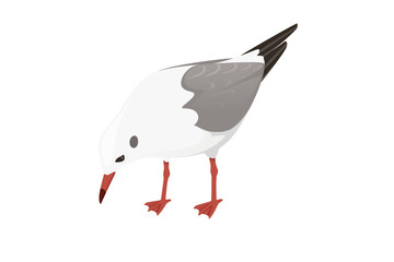Fototapeta premium Cartoon style seagull bird vector animal design illustration on white background