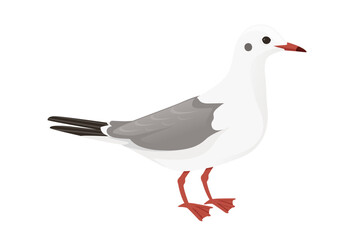 Cartoon style seagull bird vector animal design illustration on white background