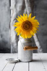 sunflower in a vase on a table of color in the rays of the sun in autumn