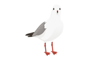 Cartoon style seagull bird vector animal design illustration on white background