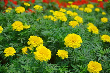 Close up of beautiful Marigold flowers (Tagetes erecta, Mexican, Aztec or African marigold). Marigolds in the flowers garden.