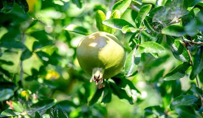 Pomegranates grow on a tree. Green pomegranates ripen