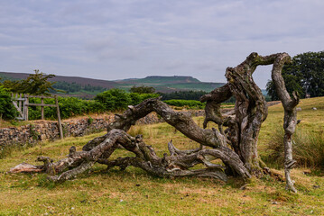 A fallen tree trunk