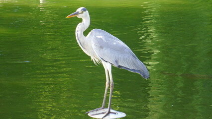 Graureiher in einem Teich
