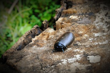 woodlouse closeup