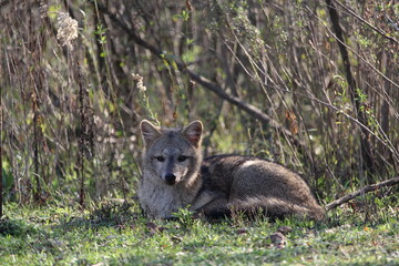 
fox look in national park sudameria argentina