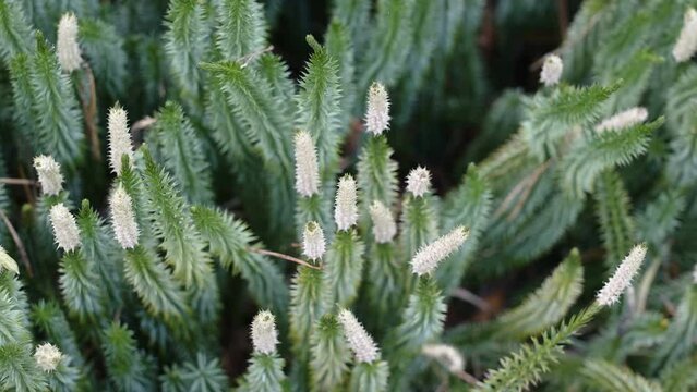 Top view of the green stiff clubmoss in the field on a spring windy day in Estonia
