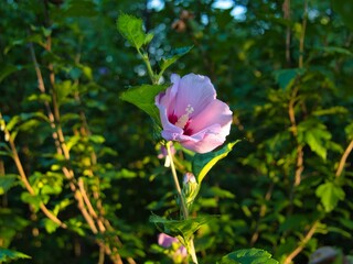 Pink Hibiscus Tree in Gardner Kansas