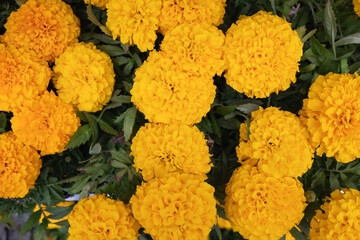 Blooming tagetes flowers top view