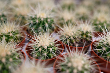 Small cacti with sharp needles in pots close-up view