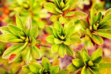 Fototapeta premium Nature 