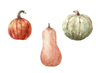 watercolor pumpkins orange and gray on a white background