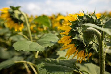 bright field of sunflowers