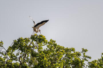 stork flying