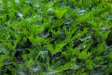 The spider sits on a web on a green bush