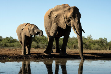 Fototapeta na wymiar African elephants (Loxodonta africana) at waterhole in Mashatu; Botswana; Africa