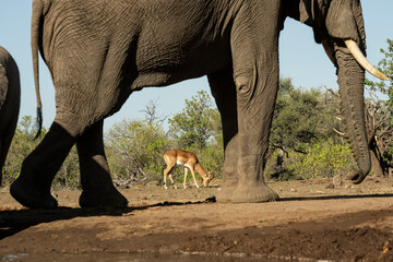 African elephants (Loxodonta africana) at waterhole in Mashatu;  Botswana;  Africa