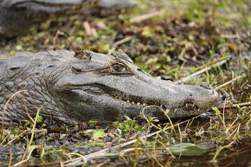 Cayman, yacare, holds his head above the water. Wetlands. Ibera National Park. Currents. Argentina.South America.